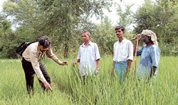 Integrated Agricultural Development